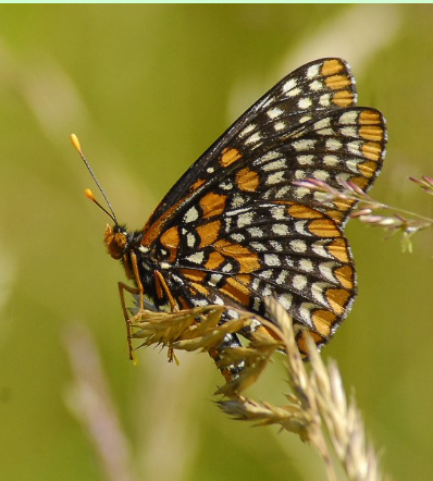 Baltimore checkerspot photo by Mike Tucker