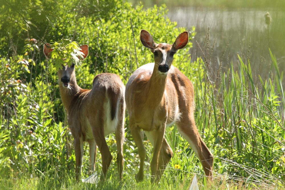 Two deer.