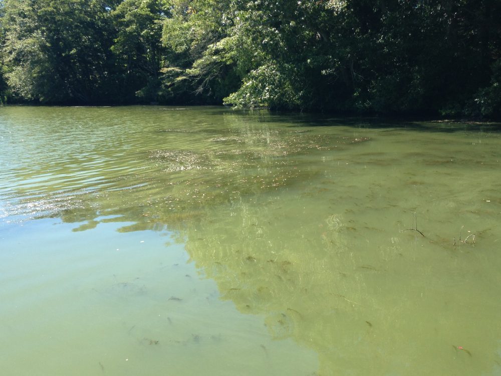 green pond water from algal bloom