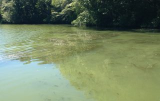 green pond water from algal bloom