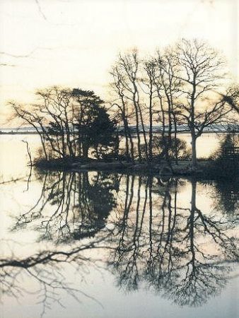 reflection of bare trees on Oyster Pond