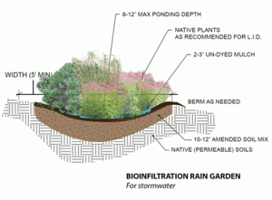 Cross section of a rain garden